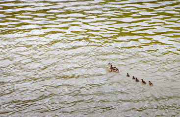 Duck with ducklings on the water.
