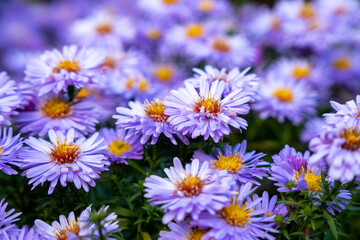Blue aster perennial or chrysanthemums, floral background