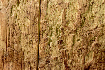 A textured pattern created on a tree trunk by bark beetles. Early spring.