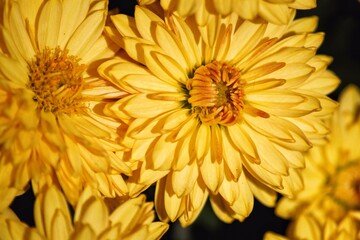yellow chrysanthemum flower
