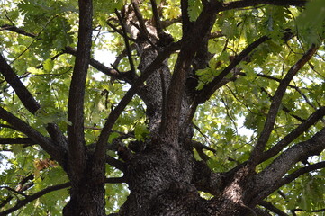 old oak tree