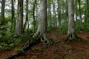 Hiking trail through the forest. Travel destinations, eco tourism, environmental conservation. Caucasian State Natural Biosphere Reserve named after Kh.G. Shaposhnikov. Lago-Naki plateau. Russia.