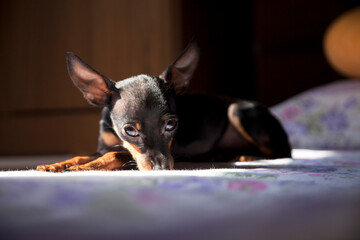 Pinscher dog lying on the bed. Beautiful. Dog concept. Pet concept.\nPinscher Concept.