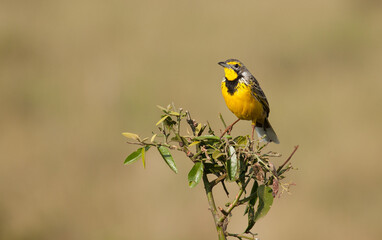 Obraz premium Yellow-throated longclaw in Africa