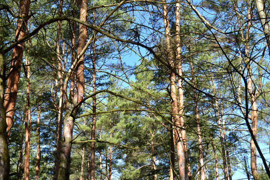 The picture shows the crowns of pine trees and the blue sky.