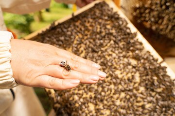 Woman beekeeper shows and holds her hand to the queen bee. Beekeeping, apiculture, Bee colony in hive. apiary and honey making, small agricultural business and hobby