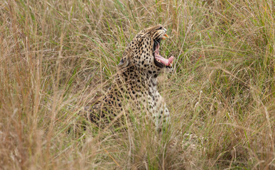 Naklejka na ściany i meble Wild leopard in action while on safari in the Masai Mara, Kenya