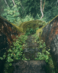 bridge in the forest