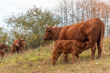 Salers cow suckling her calf in a pasture. © bios48