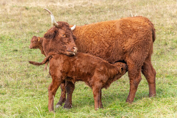 Salers cow suckling her calf in a pasture.