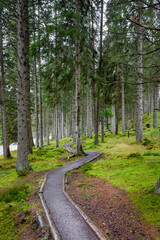 Path into the Forest