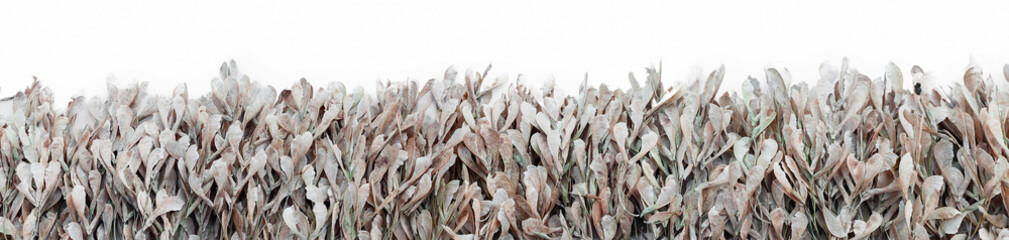 Naturalne tło z gałęzi opadłych strąków nasion drzewa jesiennego. Tekstura wysuszonych strąków nasion na białym tle.