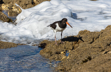 A day in the life of the Eurasian Oystercatcher!