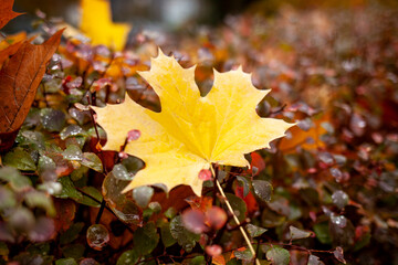 autumn leaves on the ground