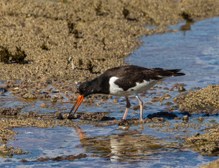 A day in the life of the Eurasian Oystercatcher!