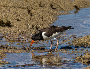 A day in the life of the Eurasian Oystercatcher!
