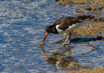 A day in the life of the Eurasian Oystercatcher!