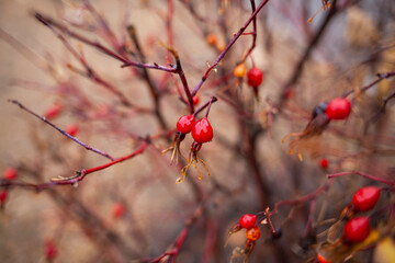 red berries in autumn