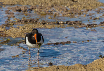 A day in the life of the Eurasian Oystercatcher!