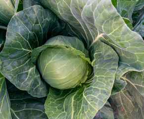 Fototapeta premium head of young green cabbage close-up.