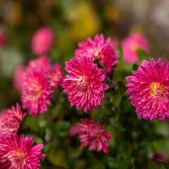 Obraz premium pink flower