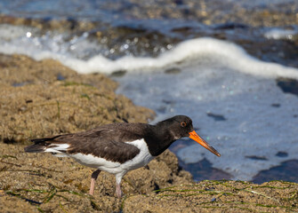 A day in the life of the Eurasian Oystercatcher!