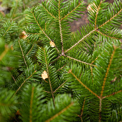close up of pine needles
