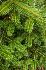 close up of pine needles