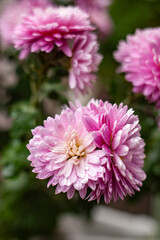 pink chrysanthemum flower