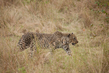 Wild leopard in action while on safari in the Masai Mara, Kenya