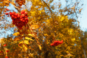 Rowan berries growing on a tree on a beautilful autumn day