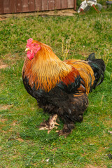 chicken with many feathers by the corral
