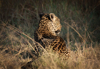 Fototapeta na wymiar Wild leopard in action while on safari in the Masai Mara, Kenya
