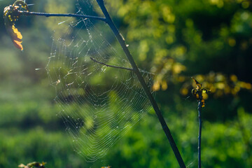 An abandoned spider web on a branch