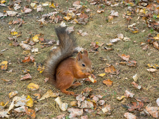 Fox Squirrel eating nuts in Autumn
