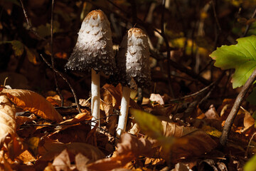 shaggy mushrooms with an ink cap mushrooms found in the autumn forest