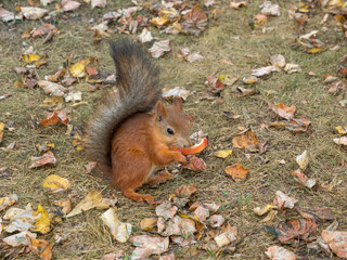 Fox Squirrel eating nuts in Autumn
