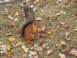 Fox Squirrel eating nuts in Autumn
