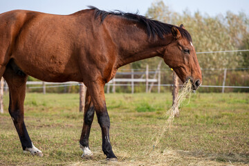 Horse eating hay from the ground on a paddock. Bay horse meal, sunny day. - obrazy, fototapety, plakaty