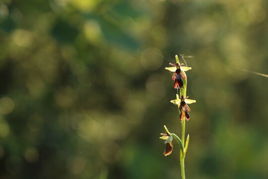 orchidea selvatica 3