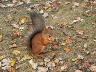 Fox Squirrel eating nuts in Autumn
