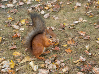 Naklejka na ściany i meble Fox Squirrel eating nuts in Autumn 