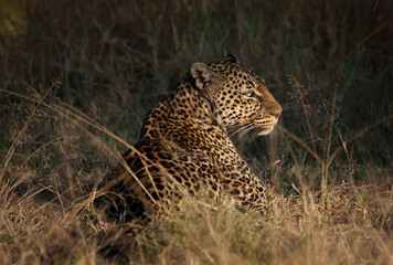 Wild leopard in action while on safari in the Masai Mara, Kenya