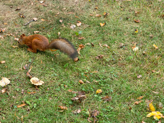 Fox Squirrel eating nuts in Autumn
