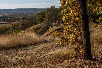 October sunny day trees horizon oak trunk landscape