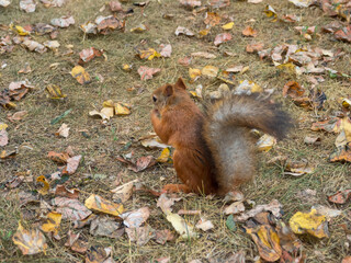 Fox Squirrel eating nuts in Autumn
