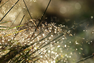 Źdźbła trawy z kroplami rosy w promieniach porannego słońca.
