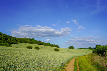 Footpath in between lush green wheat farm fields 