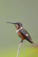 Purple-throated Woodstar (Calliphlox mitchellii) perched, Alambi lodge, Ecuador