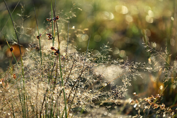 Źdźbła trawy z kroplami rosy w promieniach porannego słońca.